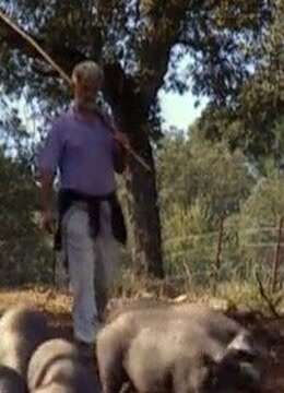 安达鲁西亚的养猪户